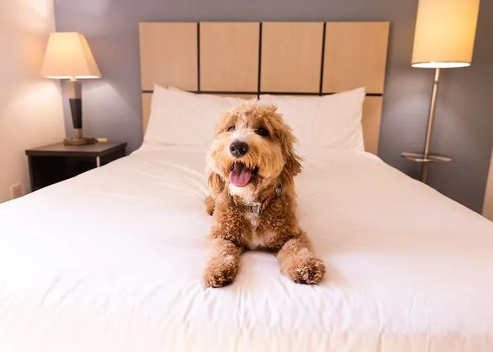 Sonesta Simply Chicago Ohare * Franklin Park
